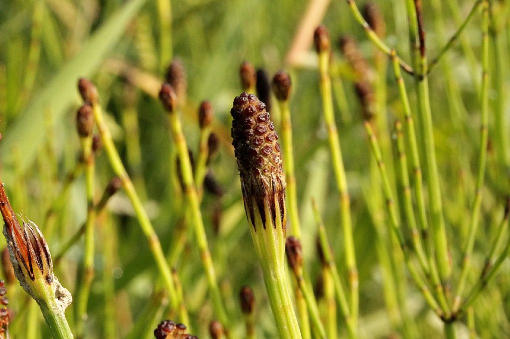 Equisetum palustre?